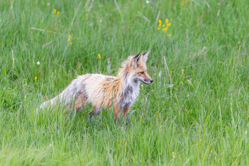 Fox loosing his winter fur coat