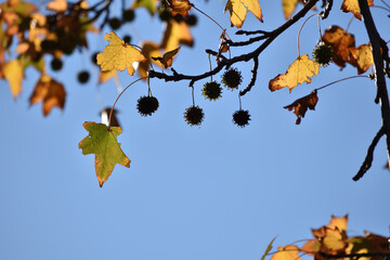 colorful leaves on tree branches against the blue sky
