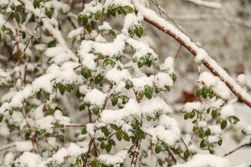 Field elm tree covered in snow. Winter in Australia 2020