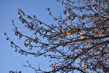 colorful leaves on tree branches against blue sky