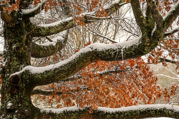 Snowy landscape in Yetholme, New South Wales Australia after heavy snow fall in winter 2020
