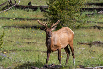 Young Bull Elk still in Velvet at Yellowstone National park