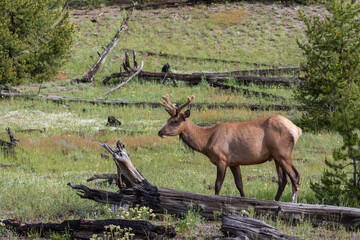 Young Bull Elk still in Velvet at Yellowstone National park