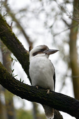 Kookaburra portrait 