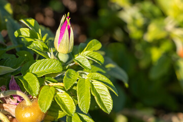 Salt spray roses on Maine coast