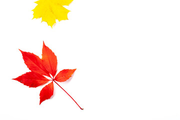 Autumn red and yellow leaves on white background, top view
