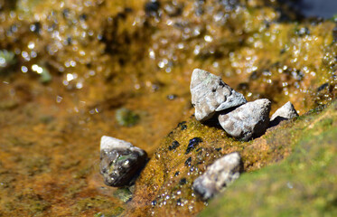 sea shells on rock