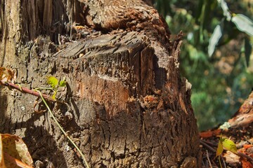 Trunk and a leaf. 