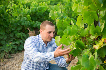 Portrait of male winemaker working with grapes in vineyard at fields