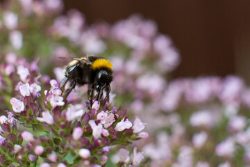 The bee collects pollen for honey from the Oregano plant.