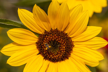 Beautiful Autumn Flowers in a Park