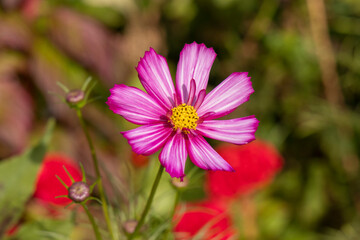 Obraz premium Beautiful Autumn Flowers in a Park