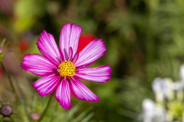 Fototapeta premium Beautiful Autumn Flowers in a Park
