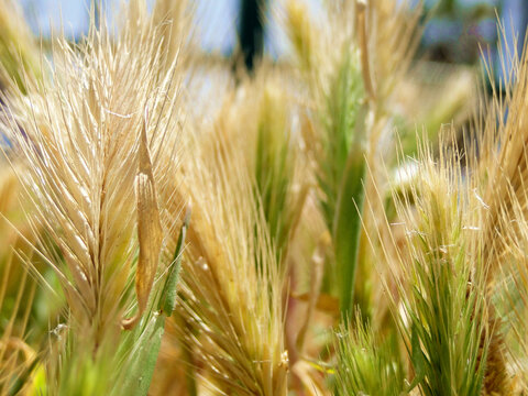 Wild wheat growth in field in outdoor. Wheat is a grass widely cultivated for its seed, a cereal grain which is a worldwide staple food.