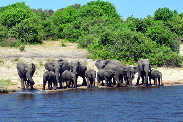 Naklejka na ściany i meble Elephants are cgrossing the Chobe River in Botswana (Nature Park)