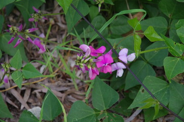 Pink Pea flower