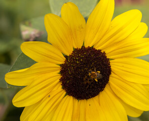 Beautiful Autumn Flowers in a Park