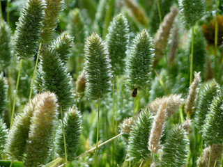 Setaria viridis blooming in field in summer season. Setaria viridis is a species of grass known as green foxtail, green bristle grass, and wild foxtail millet.