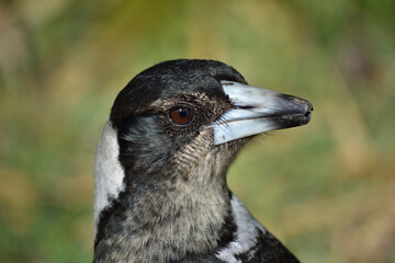 portrait of an Australian magpie