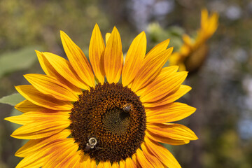 Orange-Yellow sunflowers with Bee on them