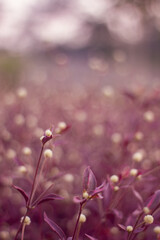 Purple abstract bokeh background from nature garden. blurred background