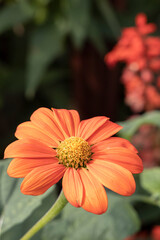 Beautiful Autumn Flowers in a Park