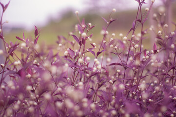Purple abstract bokeh background from nature garden