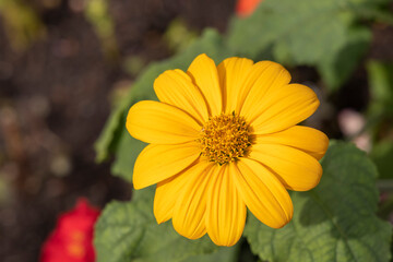 Fall daisy flowers