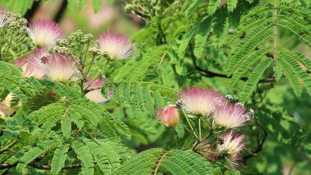 Close-up of flowers of Persian silk tree or pink silk tree. Albizia julibrissin in bloom in the garden