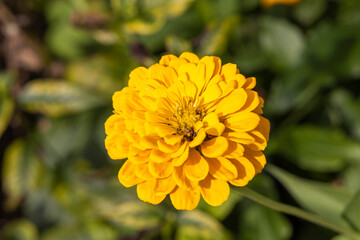 Beautiful Autumn Flowers in a Park