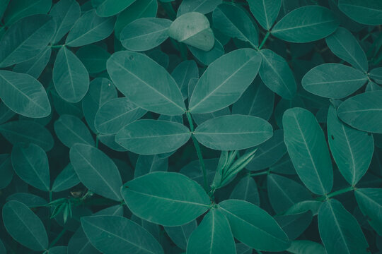 Creative background, leaves background, green leaves pattern, texture © N_Saputra_