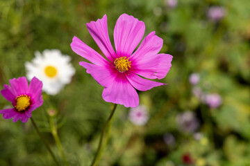 Beautiful Autumn Flowers in a Park