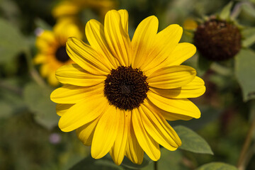 Obraz premium Fall daisy flowers
