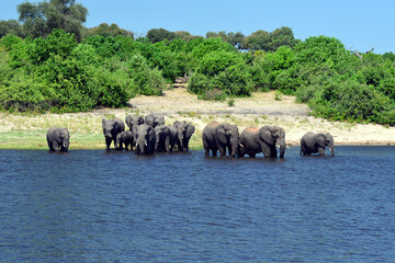 Fototapeta na wymiar Elephants are cgrossing the Chobe River in Botswana (Nature Park)