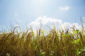Fototapeta premium Ears of rice at sunshine.