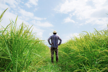 Naklejka na ściany i meble Farmer standing on rice field.