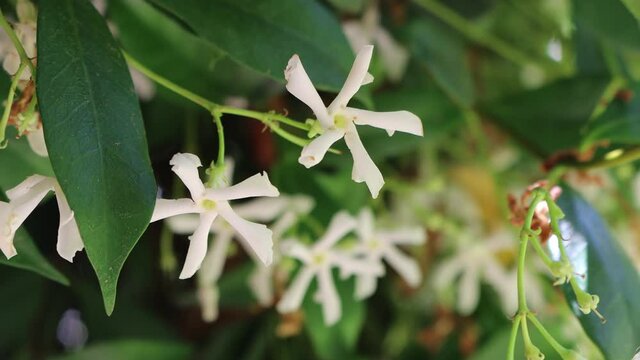 Close-up of  White climber star Jasmin or jasmine bush in bloom on springtime. Trachelospermum jasminoides plant on selective focus
