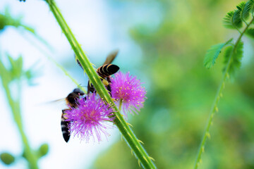 Purple of flower and bee in forest.