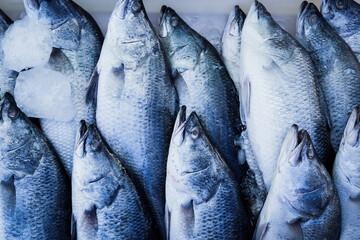 Obraz premium Seafood, Fresh Barramundi Fish in market