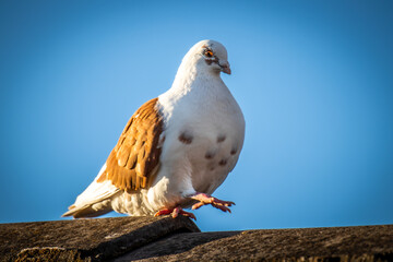 Australian Pigeon relaxing in the sun