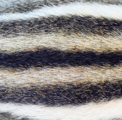 The hairs on the back of the squirrel