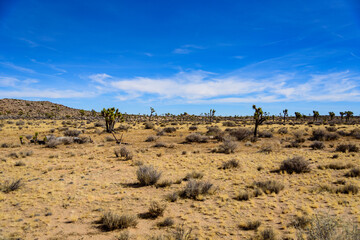 Landscape of Joshua Tree National Park, California, USA.