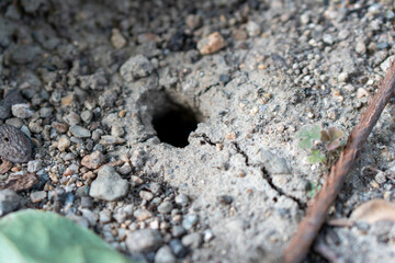 セミの幼虫が出てきた穴。A hole in the ground where a cicada opened.