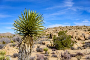 Landscape of Joshua Tree National Park, California, USA.