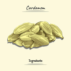 Cardamom illustration, ingredients for  food element, sketch and vector style. food, plants and ingredients concept. 