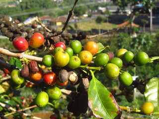 fruiting coffee trees in the yard
