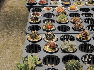 Gymnocalycium mihanovichii variegated hybrid cactus blossom in flower pots with many cactus blurred in background.