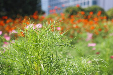 グリーン 植物 草