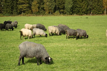 スウェーデンの羊