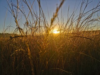 reeds at sunset